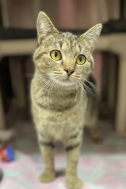 Rockette thumbnail 2