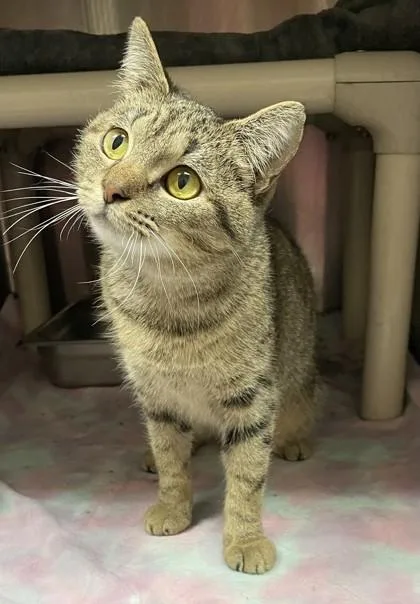 Rockette thumbnail 3