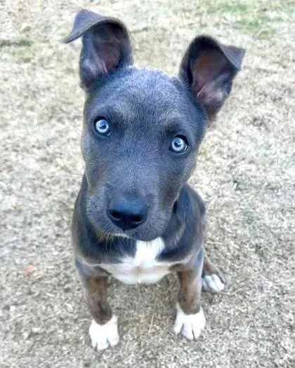 A baby medium-sized male Pit Bull Terrier dog named Charlie for adoption in Malvern, PA