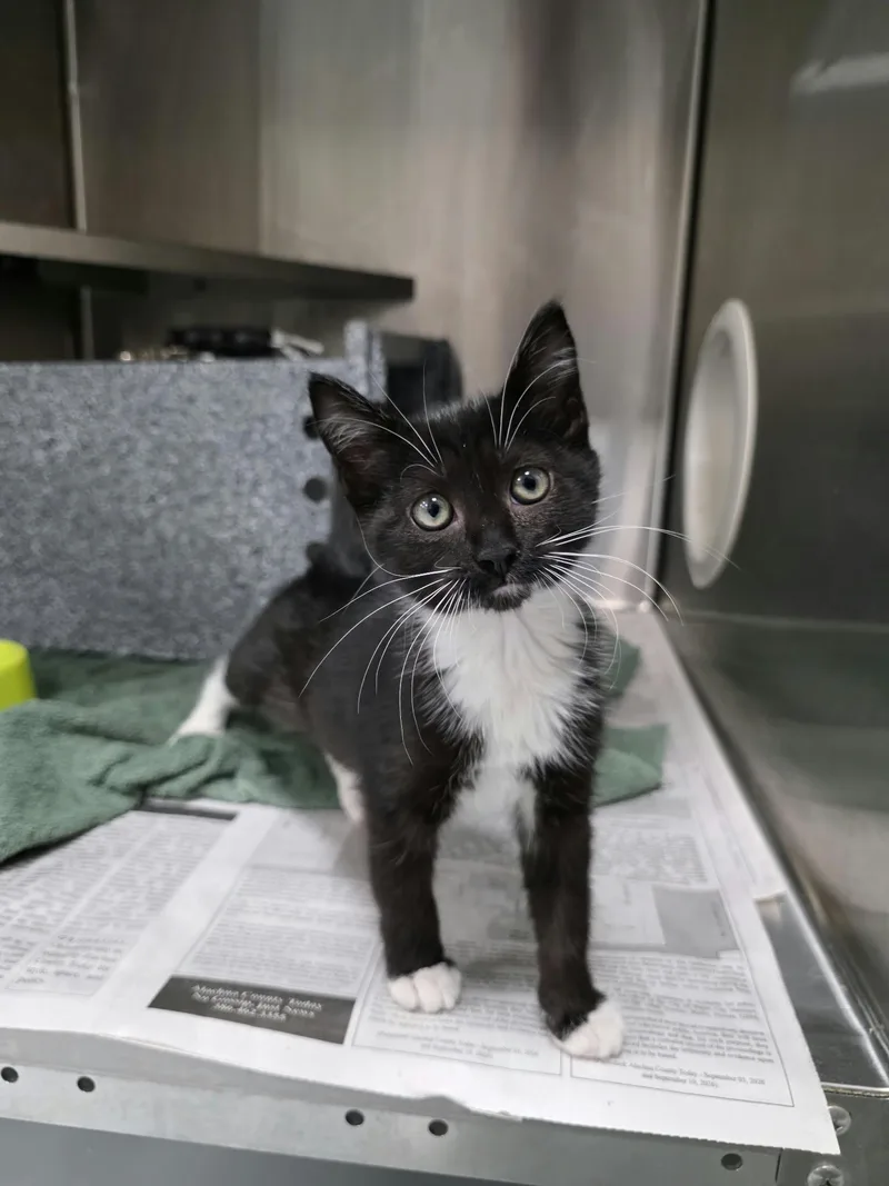 A baby medium-sized female Black & White / Tuxedo Domestic Short Hair cat named Siren for adoption in Umatilla, FL