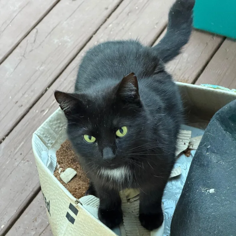 A young medium-sized male Black Domestic Short Hair cat named Tomato Juice for adoption in Greensboro, NC
