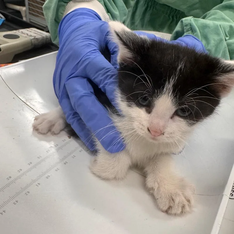 A baby small-sized female Black Domestic Short Hair cat named Grey for adoption in Wheeling, IL