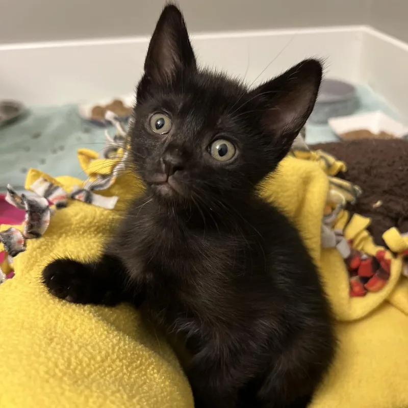 A baby small-sized female Black Domestic Short Hair cat named Gert for adoption in West Olive, MI