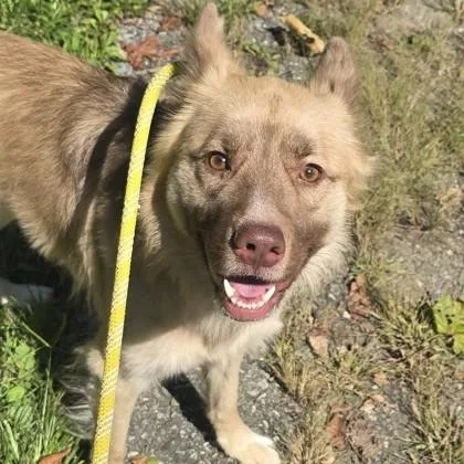 A young medium-sized male Shepherd dog named Harold for adoption in Phoenixville, PA