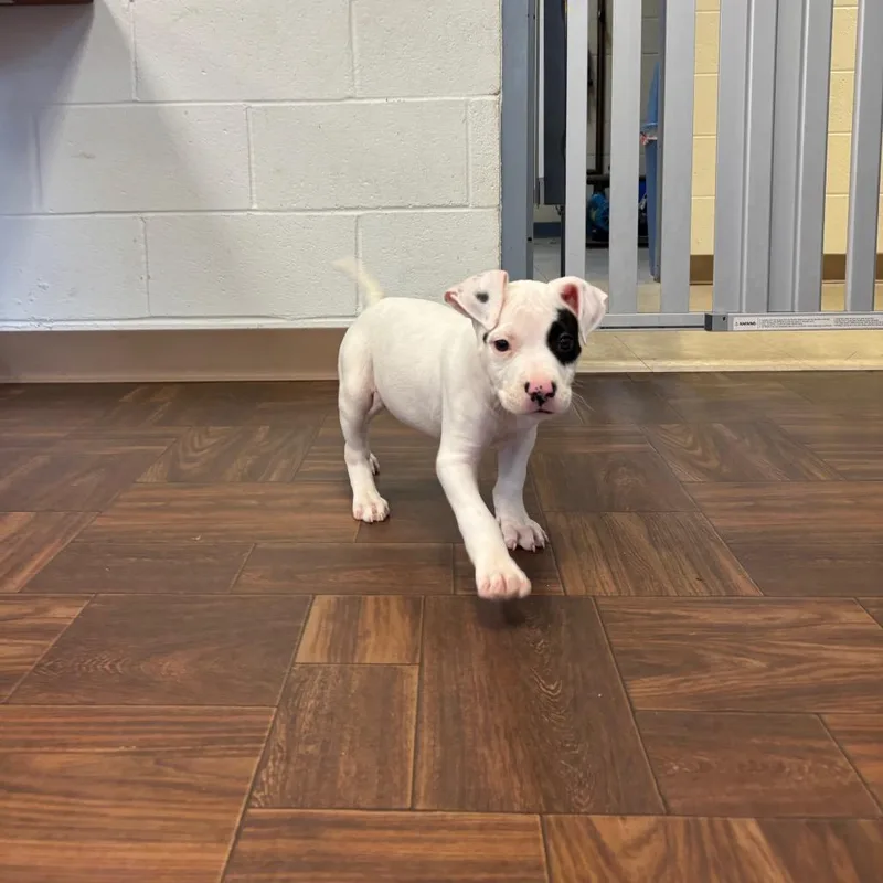 A baby medium-sized female White / Cream Pit Bull Terrier dog named Dottie for adoption in Roxboro, NC
