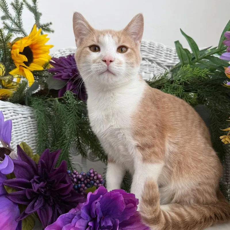 A young medium-sized male Buff / Tan / Fawn Domestic Short Hair cat named Andy Southy for adoption in Eaton Rapids, MI