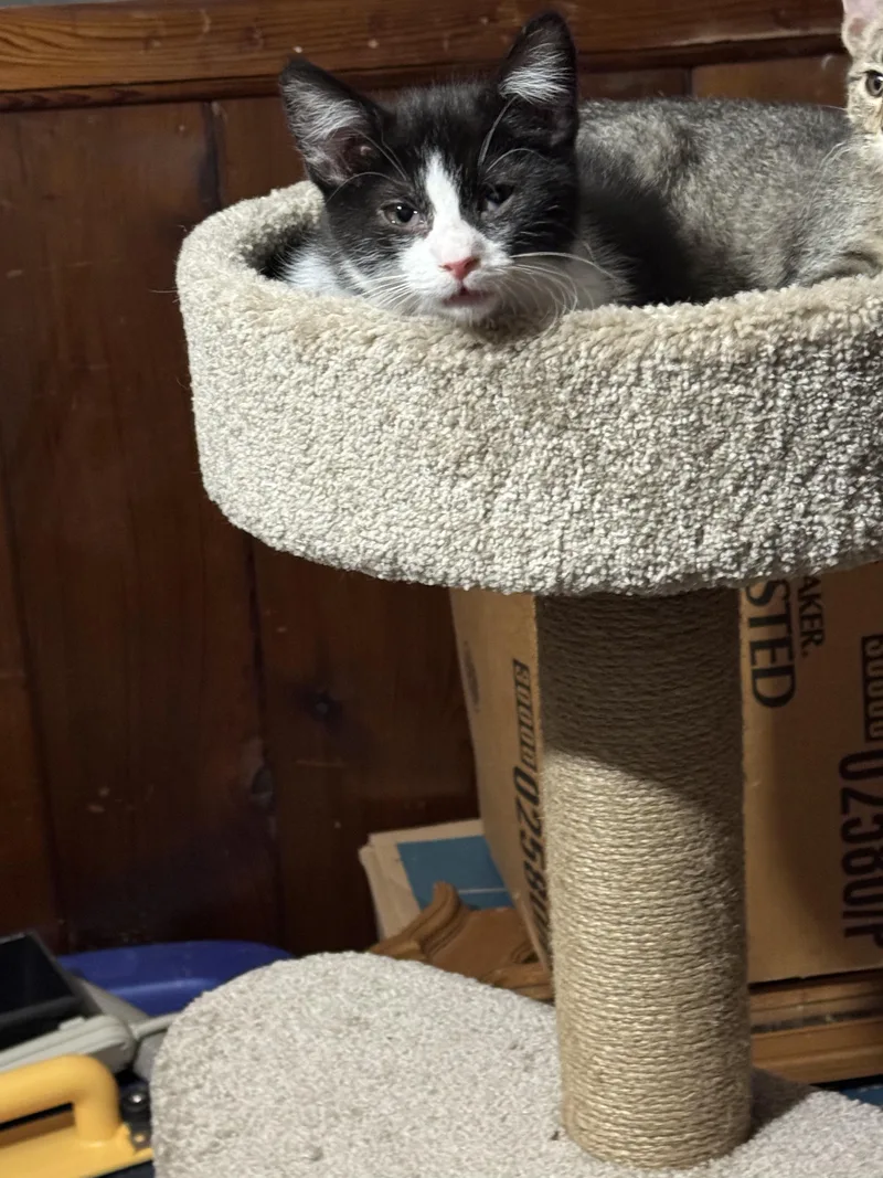 A baby small-sized female Black & White / Tuxedo Domestic Short Hair cat named Cho for adoption in Muncie, IN