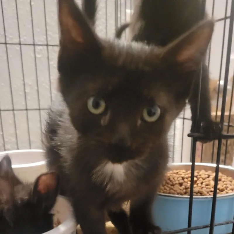 A baby small-sized female Domestic Short Hair cat named Betty for adoption in Portage, MI