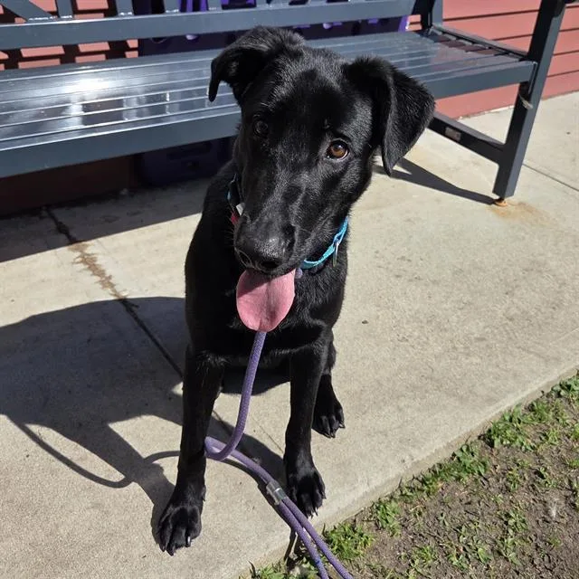 A young medium-sized female Labrador Retriever dog named Raven for adoption in Centerville, MA