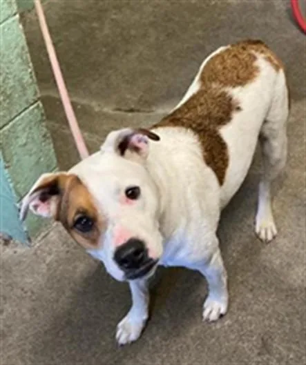 A young medium-sized male Pit Bull Terrier dog named King Of Hearts for adoption in Sacramento, CA