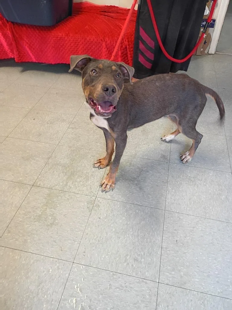 A young small-sized male Catahoula Leopard Dog dog named Mel for adoption in Albany, GA