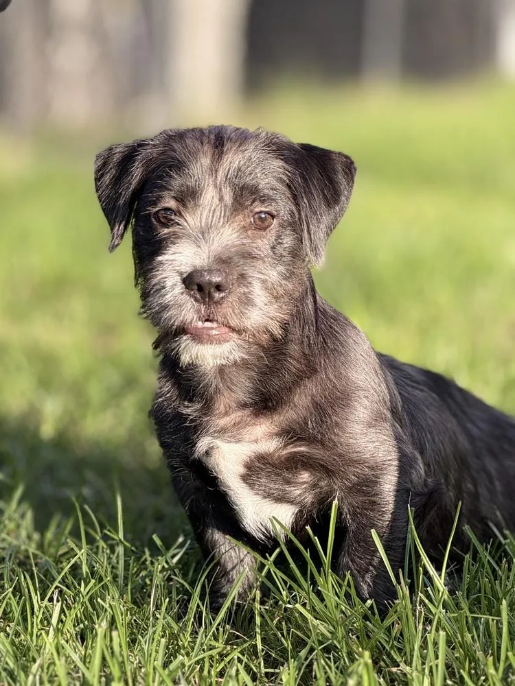 A baby small-sized male Black Terrier dog named Dash for adoption in Richmond, TX