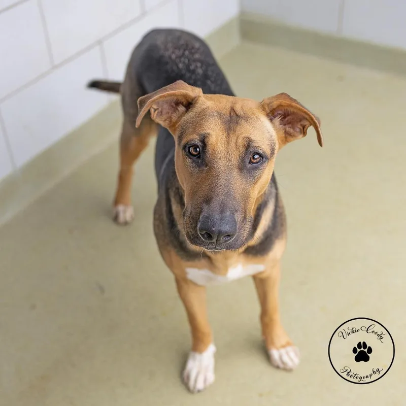 An adult large-sized female Black Mouth Cur dog named Medea for adoption in Abilene, TX