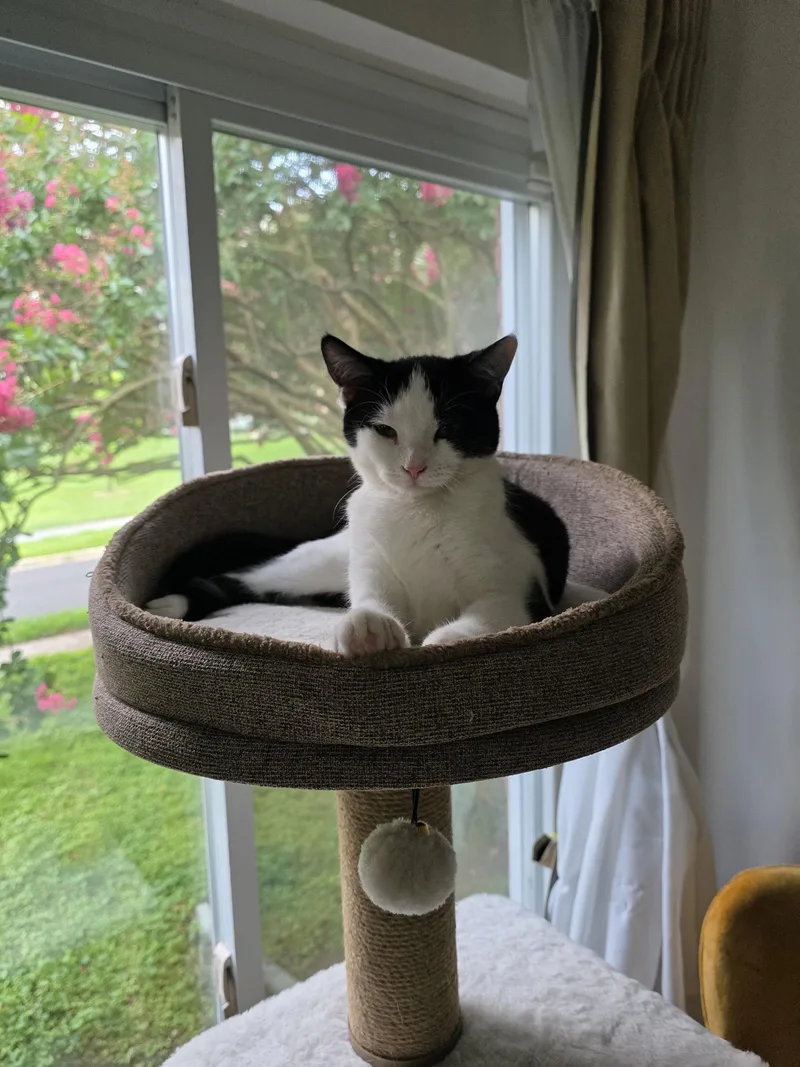 A young medium-sized male Domestic Short Hair cat named Lewey for adoption in Rockville, MD