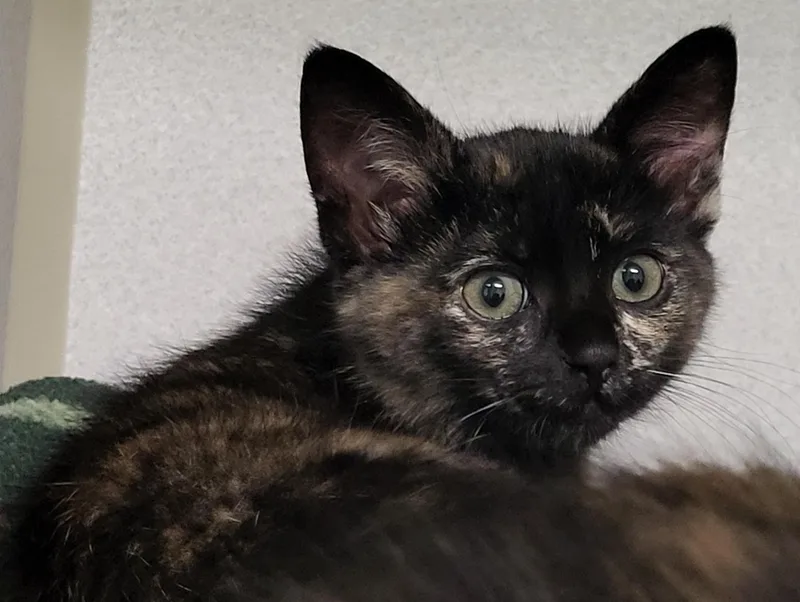 A baby medium-sized female Tortoiseshell Domestic Short Hair cat named Gomora for adoption in Grayslake, IL