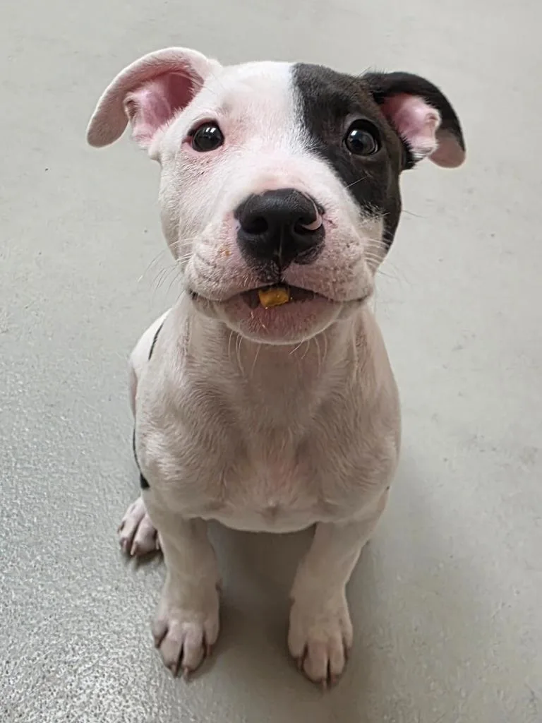 A baby large-sized male Pit Bull Terrier dog named Wyatt for adoption in Greeneville, TN