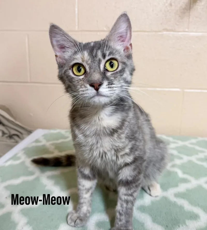 An adult large-sized female Domestic Short Hair cat named MeowMeow for adoption in Clearfield, KY