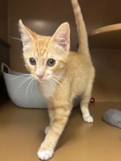 A baby small-sized male Domestic Short Hair cat named Simon $ for adoption in Seneca, SC