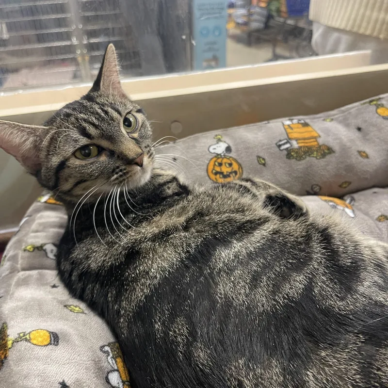 Chai & Mocha thumbnail 2