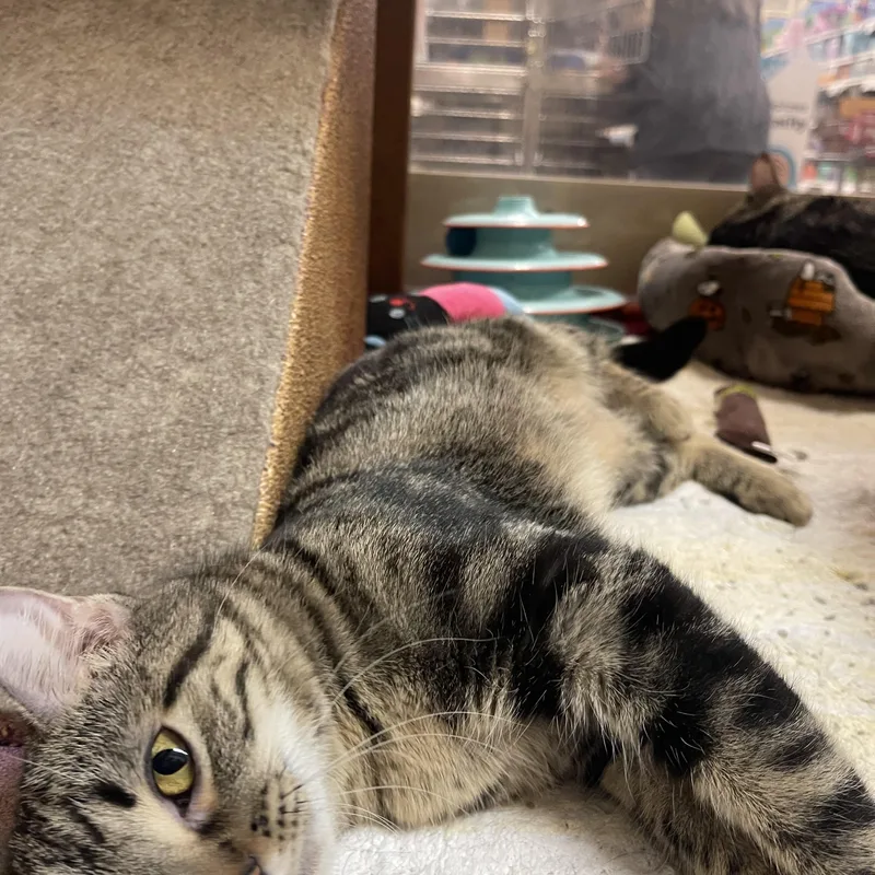 Chai & Mocha thumbnail 3