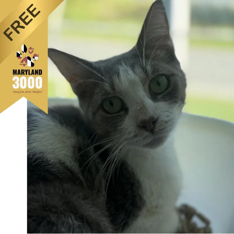 A young small-sized female White Domestic Short Hair cat named Coral Cove for adoption in Ridgely, MD