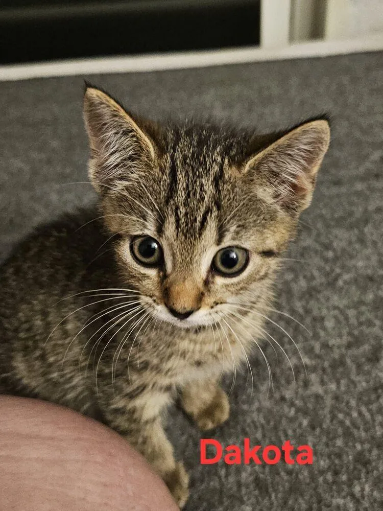 A baby small-sized female Domestic Short Hair cat named Dakota for adoption in Orlando, FL