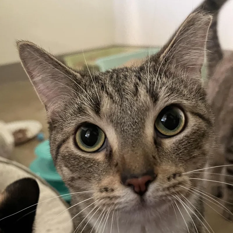 A young small-sized female Brown / Chocolate Domestic Short Hair cat named Annabelle Higgins for adoption in Chicago, IL