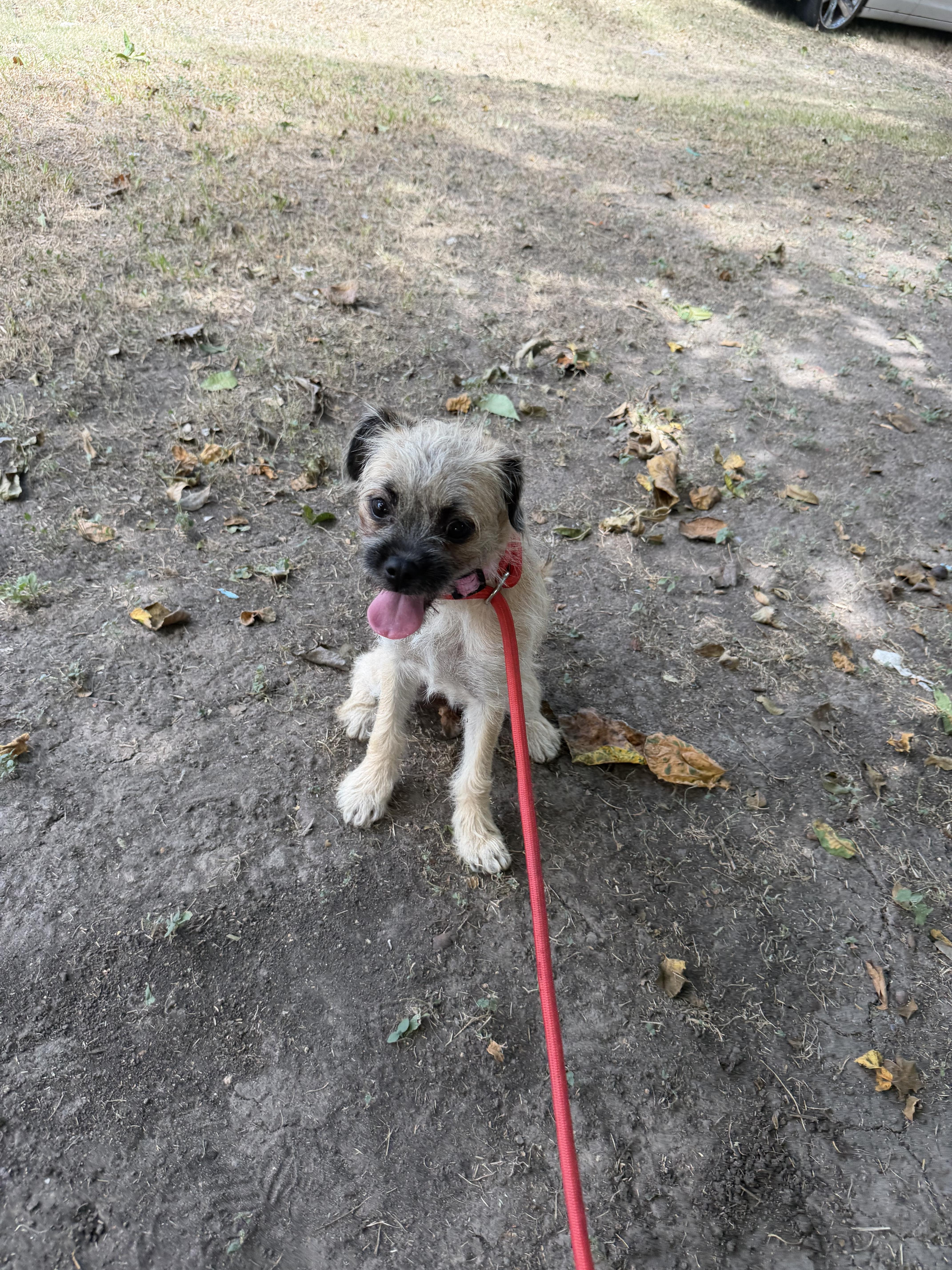 A young small-sized female Pug dog named Bubbly for adoption in Louise, TX