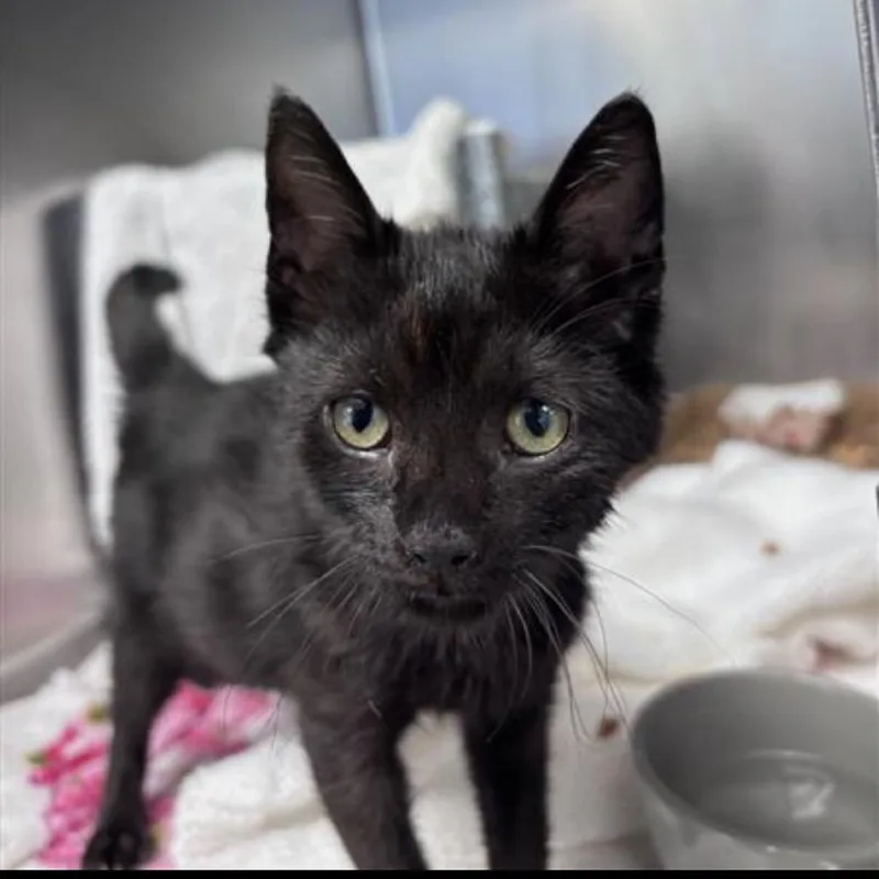 A baby small-sized female Black Domestic Short Hair cat named Scrubbing Bubbles for adoption in Birdsboro, PA
