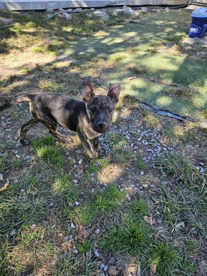 A baby large-sized male Belgian Shepherd / Malinois dog named Rambo for adoption in Tracy City , TN