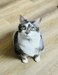 An adult extra large-sized female Domestic Short Hair cat named Roast Beast for adoption in Savannah, GA