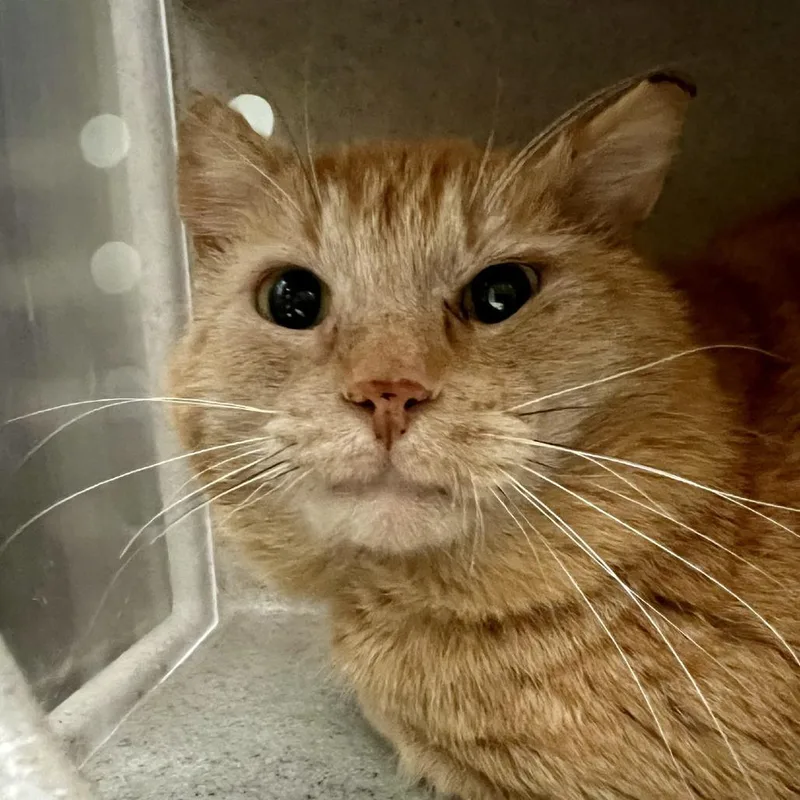 An adult large-sized male Orange / Red Domestic Short Hair cat named Working Cat Frito Neato for adoption in Tacoma, WA