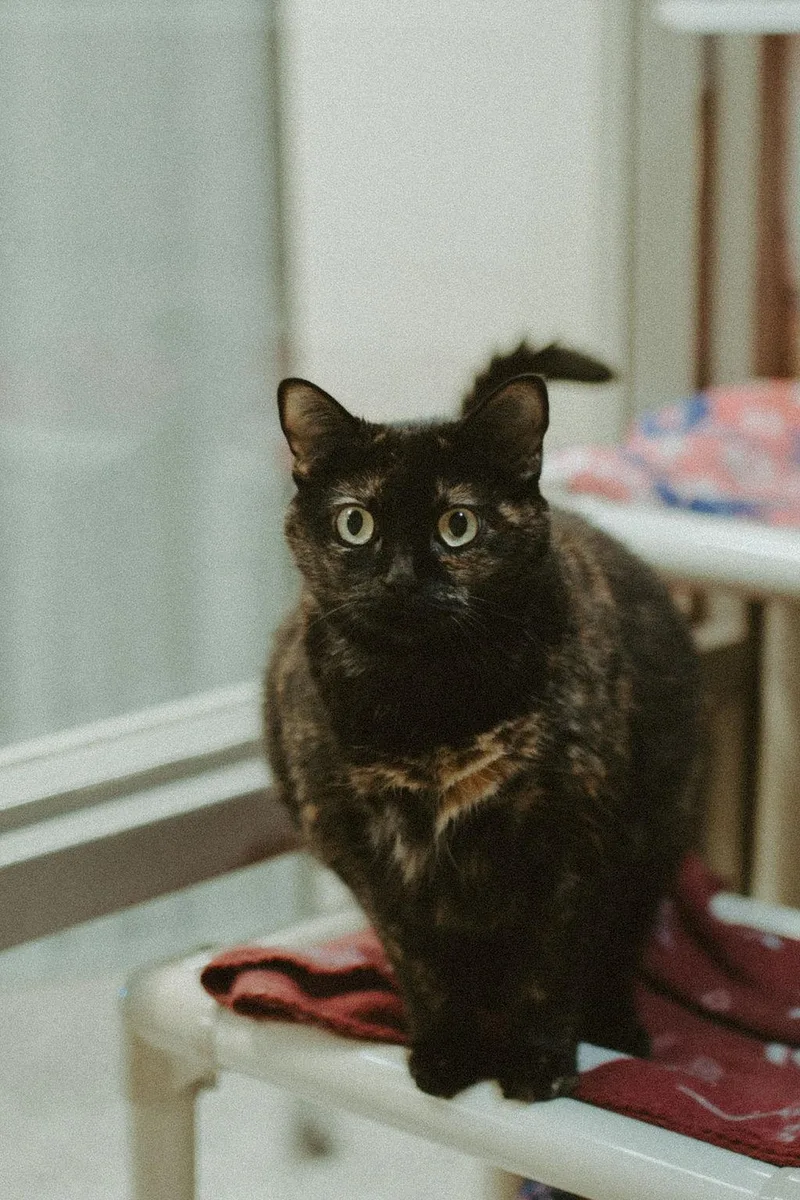 A senior large-sized female Tortoiseshell Domestic Medium Hair cat named Beezus for adoption in Redmond, OR