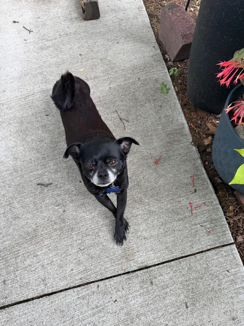 An adult small-sized male Black Chihuahua dog named Poncho for adoption in Grosse Pointe Park, MI