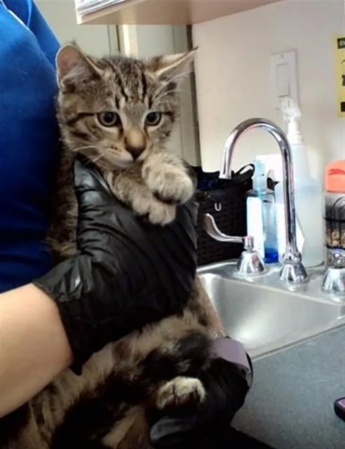 A baby small-sized male Domestic Short Hair cat named Tiger for adoption in Martinez, CA