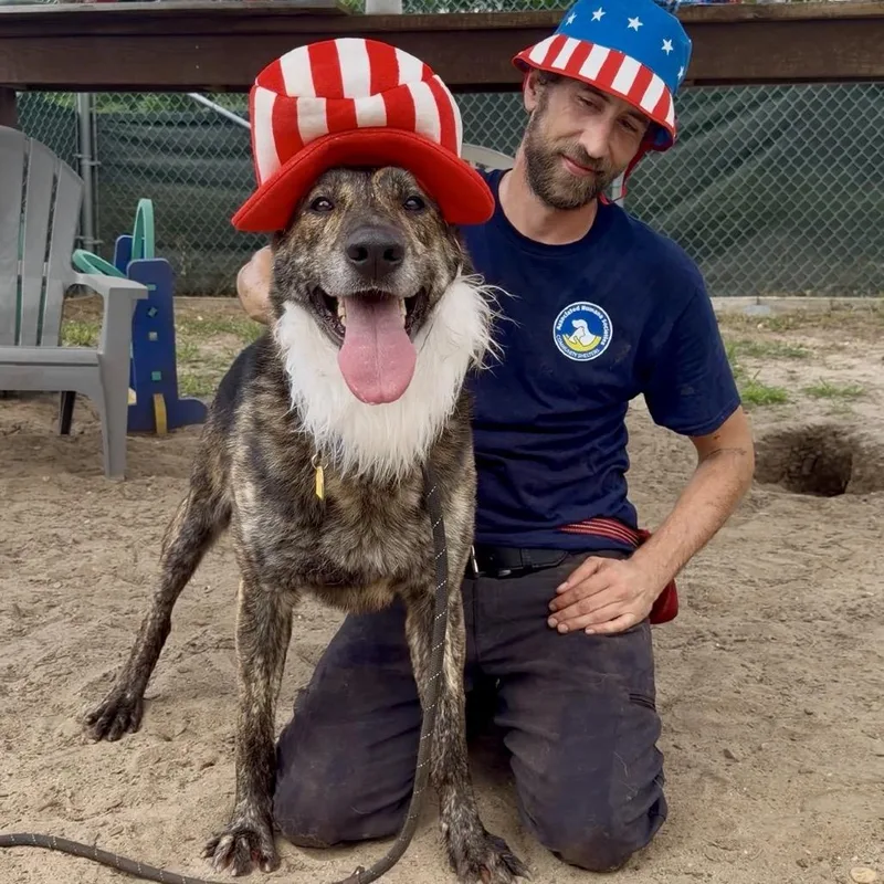 An adult large-sized male Brown / Chocolate Shepherd dog named Elijah for adoption in Newark, NJ
