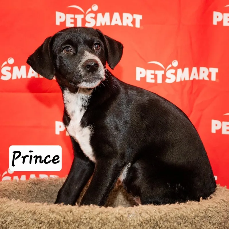 A baby medium-sized male Tricolor (Brown, Black, & White) Cattle Dog dog named Prince for adoption in Calimesa, CA