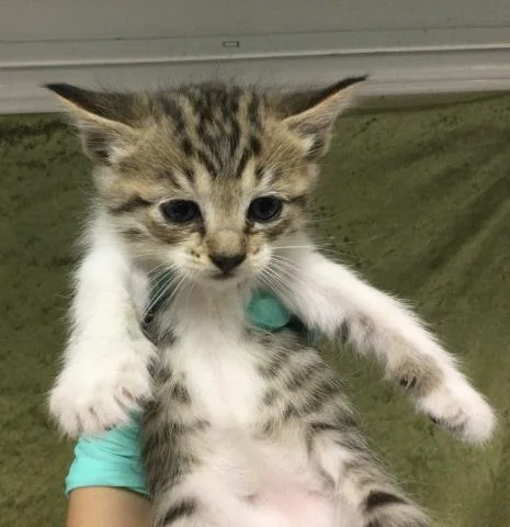 A baby small-sized female Domestic Long Hair cat named Sally for adoption in Riverside, CA