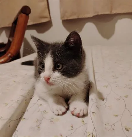 A baby small-sized male Domestic Short Hair cat named Bart for adoption in San Martin, CA