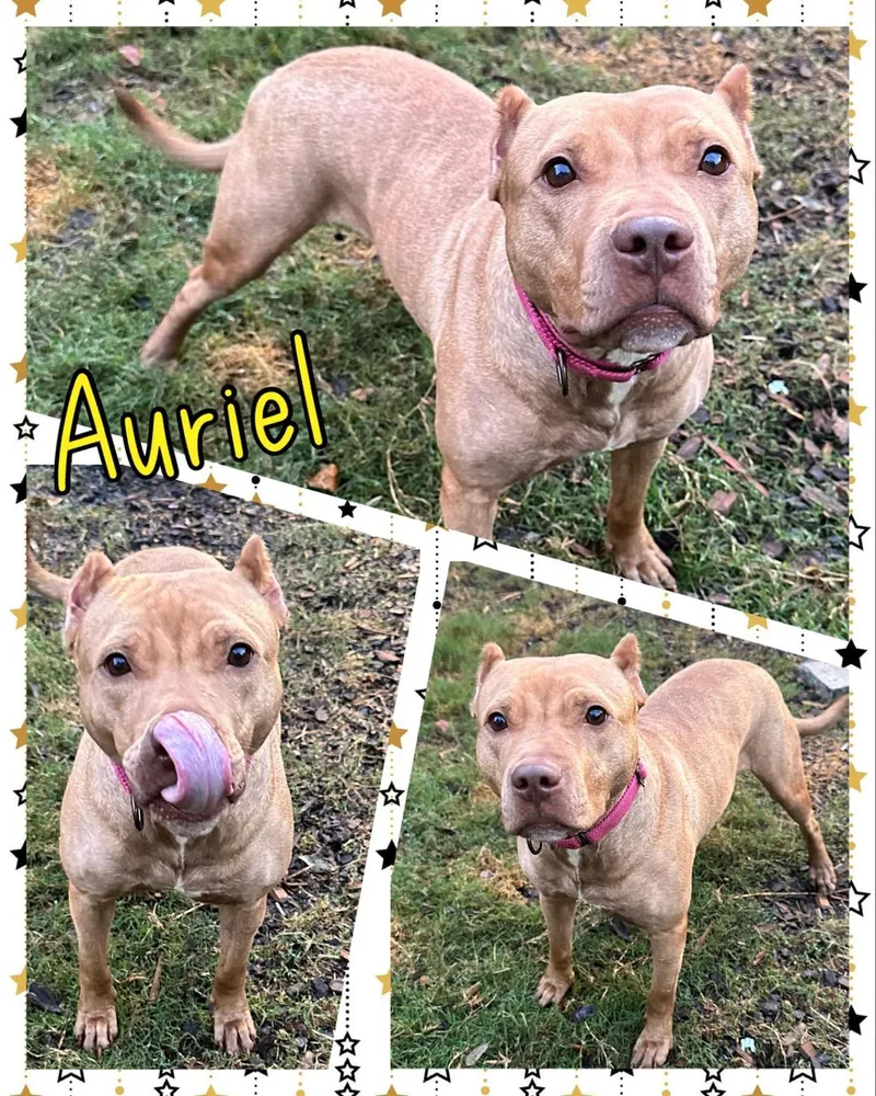 A young medium-sized female Golden Pit Bull Terrier dog named Auriel for adoption in Jefferson , LA