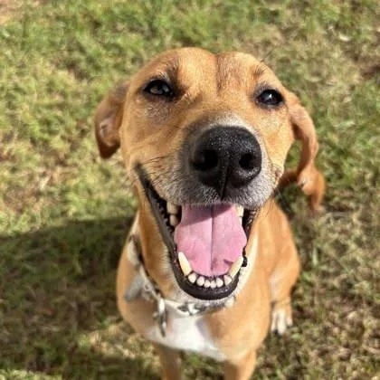 An adult medium-sized female Yellow / Tan / Blond / Fawn Mixed Breed dog named Izzy for adoption in Atlanta, GA