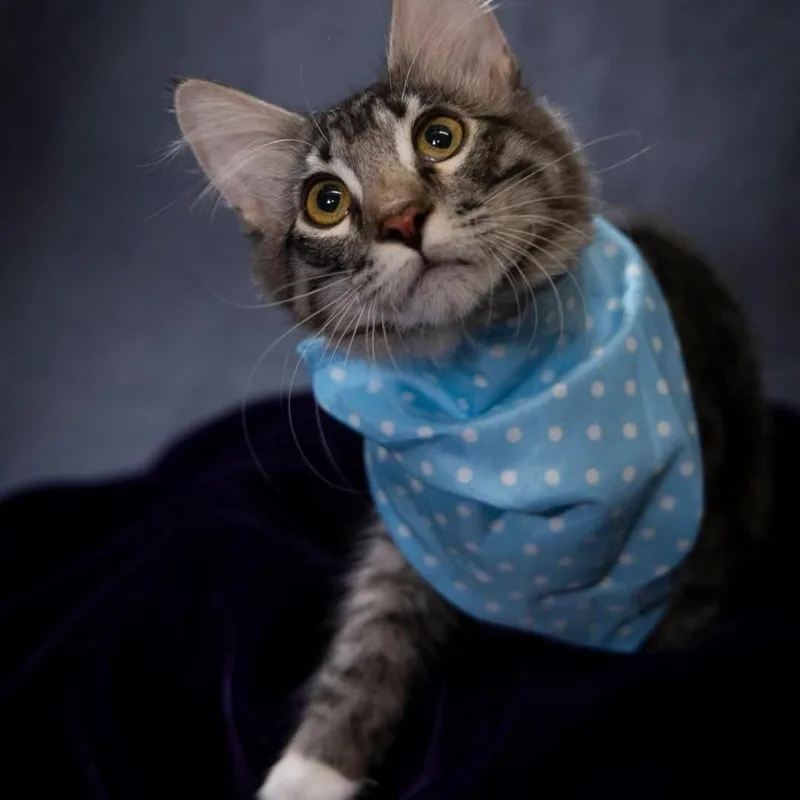 A baby medium-sized male Tabby (Gray / Blue / Silver) Domestic Short Hair cat named Spark for adoption in SCOTTSDALE, AZ