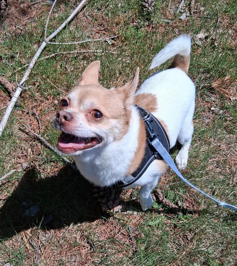 An adult small-sized male White / Cream Chihuahua dog named Arlo for adoption in Attleboro, MA