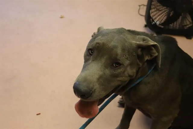 A young large-sized male Mixed Breed dog named Storm for adoption in Columbia, SC