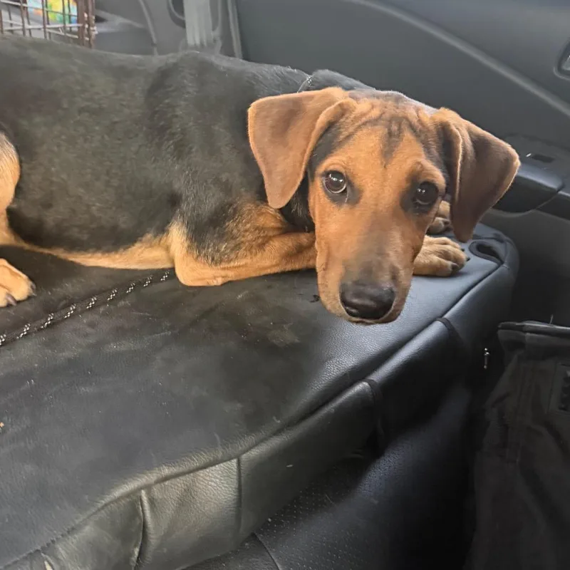 A young medium-sized male Terrier dog named Jj for adoption in Lauderhill, FL