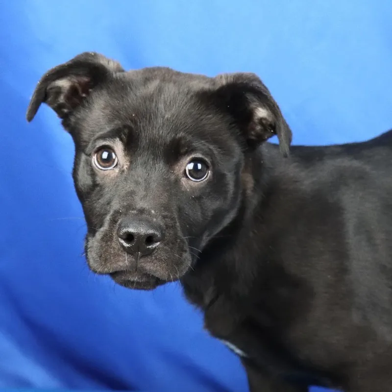 Roxanne  U thumbnail 2