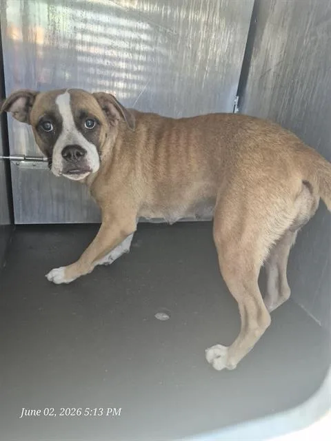 A young large-sized female American Staffordshire Terrier dog named Millie for adoption in San Antonio, TX