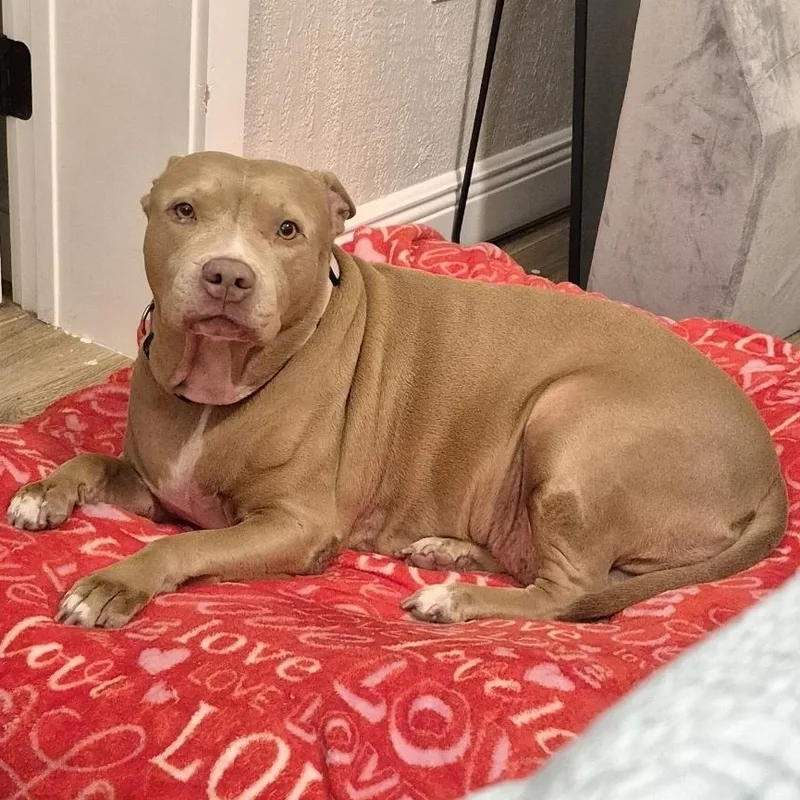 A senior medium-sized female Terrier dog named Bella for adoption in Melbourne , FL