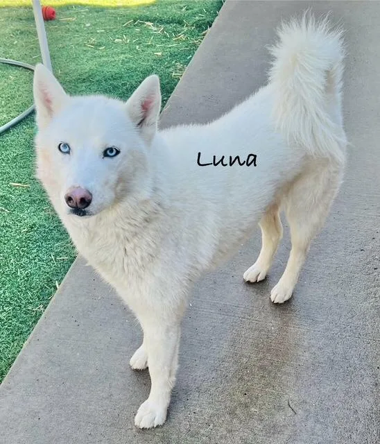 Luna Belle thumbnail 4