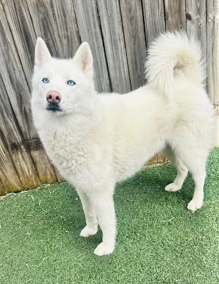 Luna Belle thumbnail 5